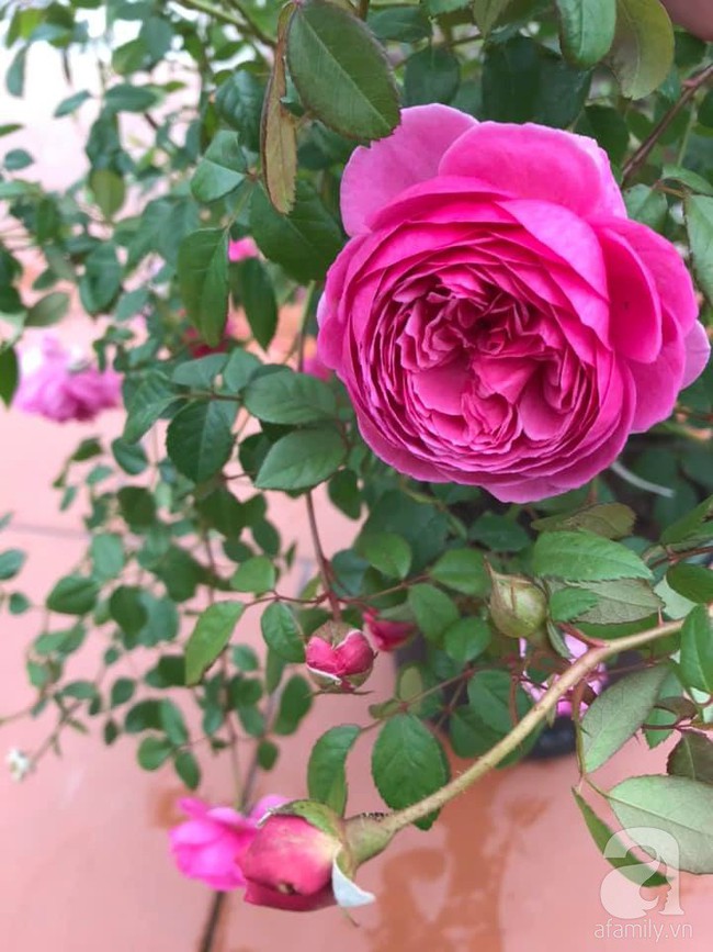 Người phụ nữ tận hưởng hạnh phúc trọn vẹn bên vườn hồng trên cao giữa lòng Hà Nội - Ảnh 13.