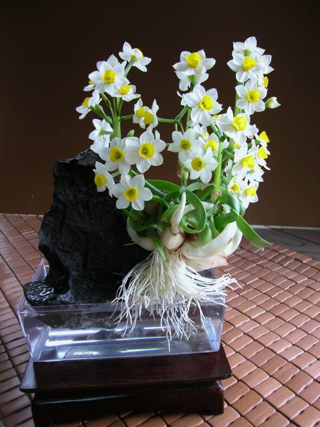 Hoa thuỷ tiên - loại hoa đẹp tinh tế không thể thiếu trong trang trí nhà mỗi dịp Tết đến Xuân về - Ảnh 15.