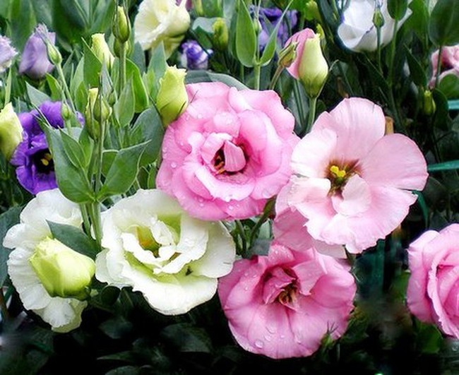 5 loại hoa được săn lùng nhiều nhất để làm đẹp nhà Tết Kỷ Hợi - Ảnh 11.