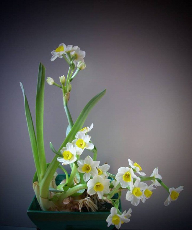 Hoa thuỷ tiên - loại hoa đẹp tinh tế không thể thiếu trong trang trí nhà mỗi dịp Tết đến Xuân về - Ảnh 14.