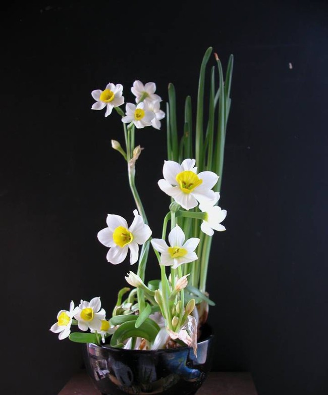 Hoa thuỷ tiên - loại hoa đẹp tinh tế không thể thiếu trong trang trí nhà mỗi dịp Tết đến Xuân về - Ảnh 13.