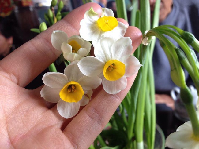Hoa thuỷ tiên - loại hoa đẹp tinh tế không thể thiếu trong trang trí nhà mỗi dịp Tết đến Xuân về - Ảnh 11.