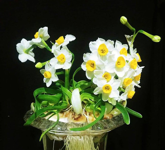 Hoa thuỷ tiên - loại hoa đẹp tinh tế không thể thiếu trong trang trí nhà mỗi dịp Tết đến Xuân về - Ảnh 6.