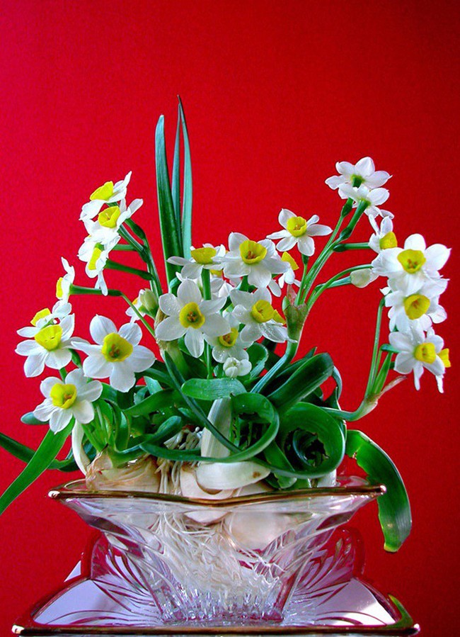 Hoa thuỷ tiên - loại hoa đẹp tinh tế không thể thiếu trong trang trí nhà mỗi dịp Tết đến Xuân về - Ảnh 4.