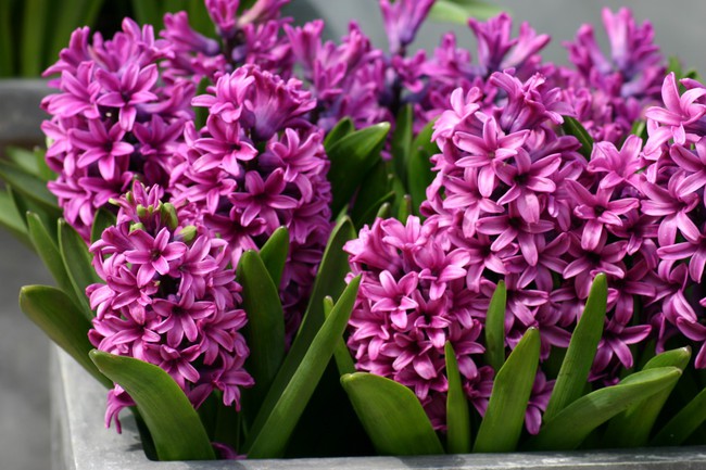 5 loại hoa được săn lùng nhiều nhất để làm đẹp nhà Tết Kỷ Hợi - Ảnh 5.