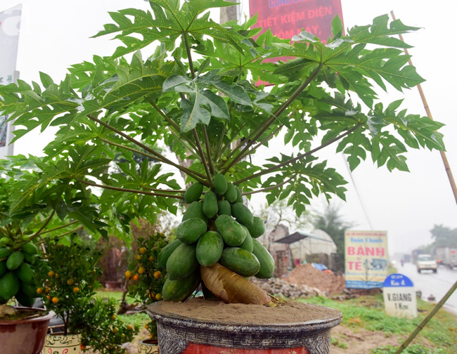 Đu đủ bonsai thế độc chưng Tết giá nghìn đô hút khách chơi  - Ảnh 8.