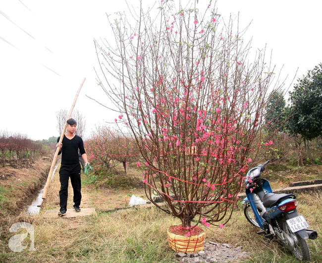 Cuộc sống bình dị của nông dân trồng đào tại Bắc Ninh sau sự cố 150 cây bị phá gây chấn động - Ảnh 3.