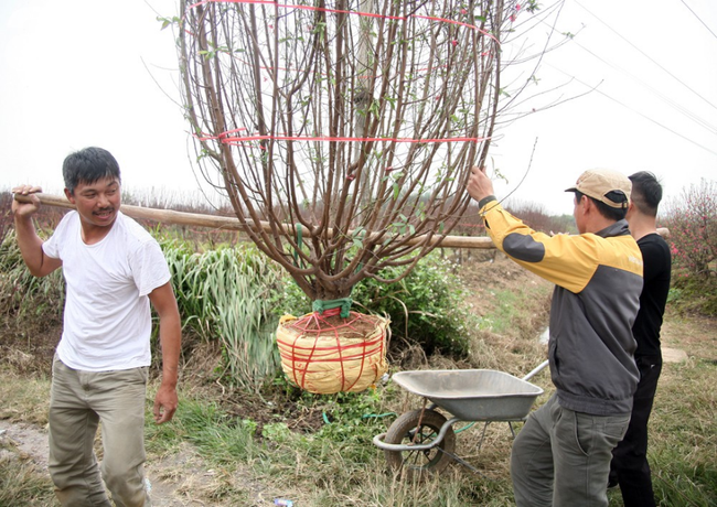 Cuộc sống bình dị của nông dân trồng đào tại Bắc Ninh sau sự cố 150 cây bị phá gây chấn động - Ảnh 5.