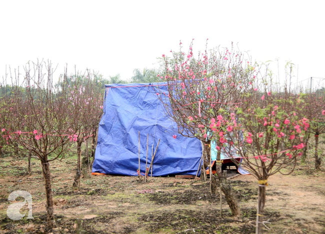Cuộc sống bình dị của nông dân trồng đào tại Bắc Ninh sau sự cố 150 cây bị phá gây chấn động - Ảnh 8.