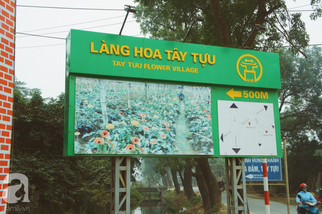 Không khí Tết rộn ràng ở làng hoa lớn nhất Hà Nội, ai cũng thích mê những đóa lily khổng lồ được trồng ở đây - Ảnh 1.