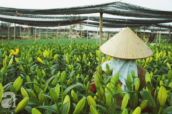 Không khí Tết rộn ràng ở làng hoa lớn nhất Hà Nội, ai cũng thích mê những đóa lily khổng lồ được trồng ở đây - Ảnh 29.