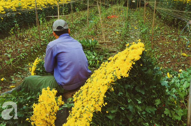 Không khí Tết rộn ràng ở làng hoa lớn nhất Hà Nội, ai cũng thích mê những đóa lily khổng lồ được trồng ở đây - Ảnh 15.