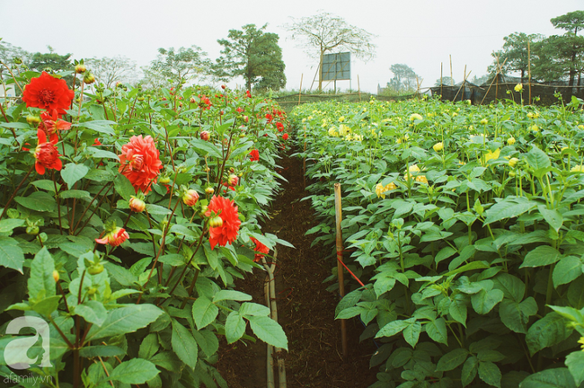 Không khí Tết rộn ràng ở làng hoa lớn nhất Hà Nội, ai cũng thích mê những đóa lily khổng lồ được trồng ở đây - Ảnh 28.