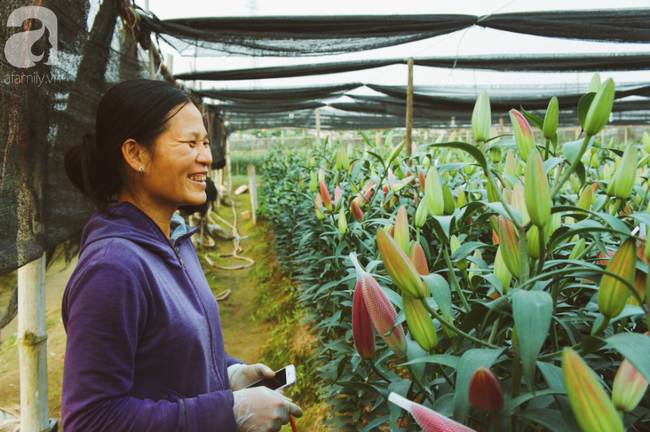 Không khí Tết rộn ràng ở làng hoa lớn nhất Hà Nội, ai cũng thích mê những đóa lily khổng lồ được trồng ở đây - Ảnh 12.