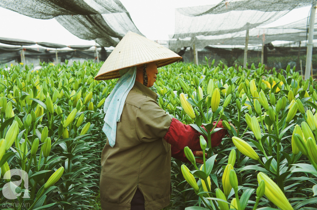 Không khí Tết rộn ràng ở làng hoa lớn nhất Hà Nội, ai cũng thích mê những đóa lily khổng lồ được trồng ở đây - Ảnh 13.