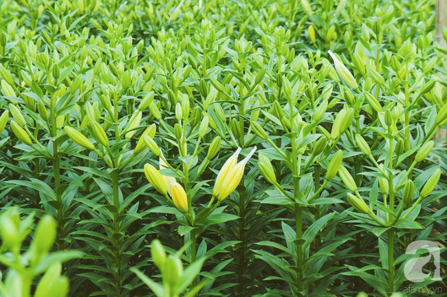 Không khí Tết rộn ràng ở làng hoa lớn nhất Hà Nội, ai cũng thích mê những đóa lily khổng lồ được trồng ở đây - Ảnh 22.
