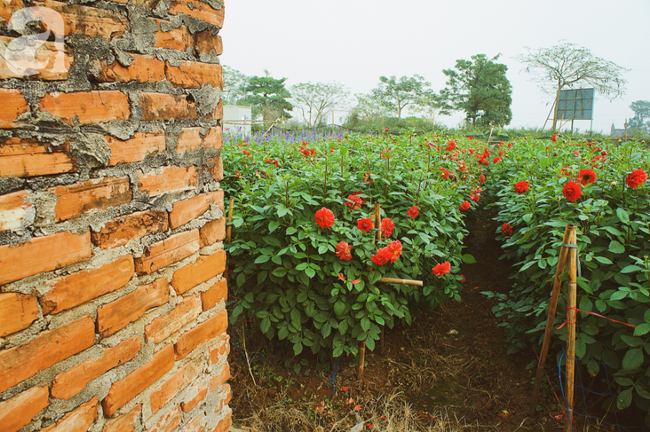 Không khí Tết rộn ràng ở làng hoa lớn nhất Hà Nội, ai cũng thích mê những đóa lily khổng lồ được trồng ở đây - Ảnh 6.