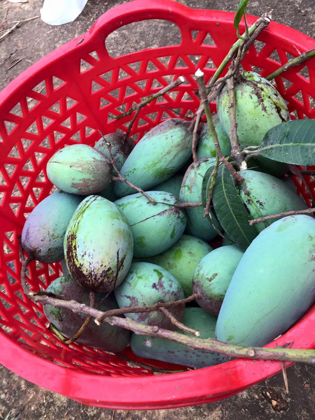 Sát Tết, NSƯT Chiều Xuân thu hoạch cả nghìn quả bưởi ở khu vườn của gia đình - Ảnh 26.