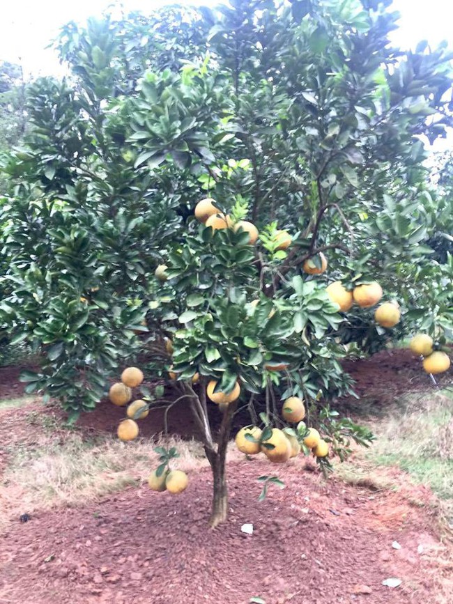 Sát Tết, NSƯT Chiều Xuân thu hoạch cả nghìn quả bưởi ở khu vườn của gia đình - Ảnh 1.