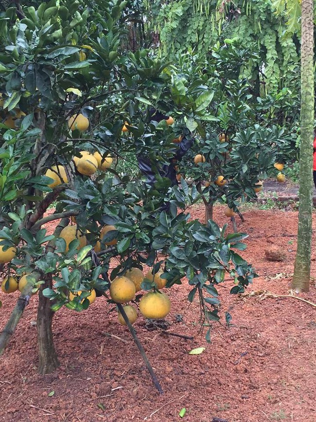 Sát Tết, NSƯT Chiều Xuân thu hoạch cả nghìn quả bưởi ở khu vườn của gia đình - Ảnh 13.