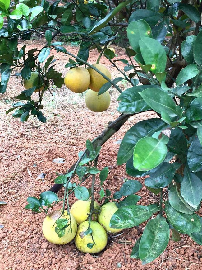 Sát Tết, NSƯT Chiều Xuân thu hoạch cả nghìn quả bưởi ở khu vườn của gia đình - Ảnh 12.