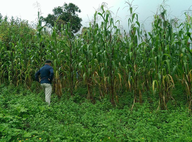 Phát hiện ruộng ngô của mình hay bị trộm, ông chú nông dân tung “chiêu độc” khiến kẻ gian tái mặt, khóc thét suốt đêm - Ảnh 1.