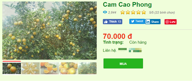 Hết mê hồn trận cam sành, người tiêu dùng lại được phen lao đao vì cam Cao Phong cũng tiếp tục loạn giá - Ảnh 4.