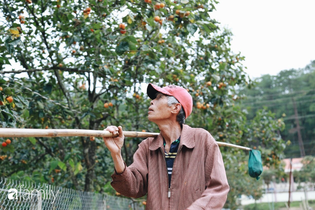 Cận ảnh vườn hồng trĩu quả ở Đà Lạt cho khách vào thoải mái và cách làm hồng khô đượm mật vàng óng mà không phải ai cũng biết - Ảnh 4.