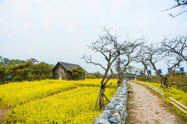 Sự thật về thảo nguyên hoa với rừng lá phong đỏ cực &quot;ảo diệu&quot;, nơi đang hút các gia đình Hà Nội đổ xô đến chụp ảnh cuối tuần - Ảnh 2.