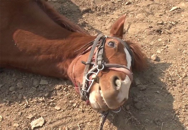Con ngựa lười nhất thế giới: Hễ ai đòi cưỡi là giả vờ chết - Ảnh 10.