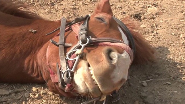 Con ngựa lười nhất thế giới: Hễ ai đòi cưỡi là giả vờ chết - Ảnh 13.
