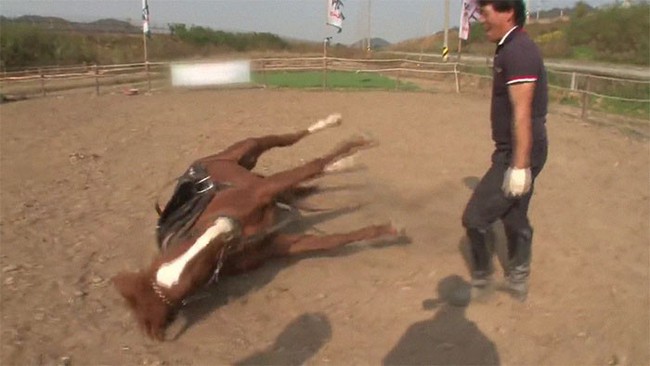 Con ngựa lười nhất thế giới: Hễ ai đòi cưỡi là giả vờ chết - Ảnh 15.