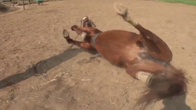 Con ngựa lười nhất thế giới: Hễ ai đòi cưỡi là giả vờ chết - Ảnh 6.