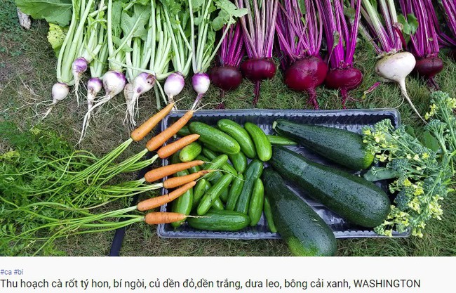 Youtuber Nhung Hà mê hoặc các bà nội trợ Việt với những clip thu hoạch rau củ xanh mướt mắt - Ảnh 3.