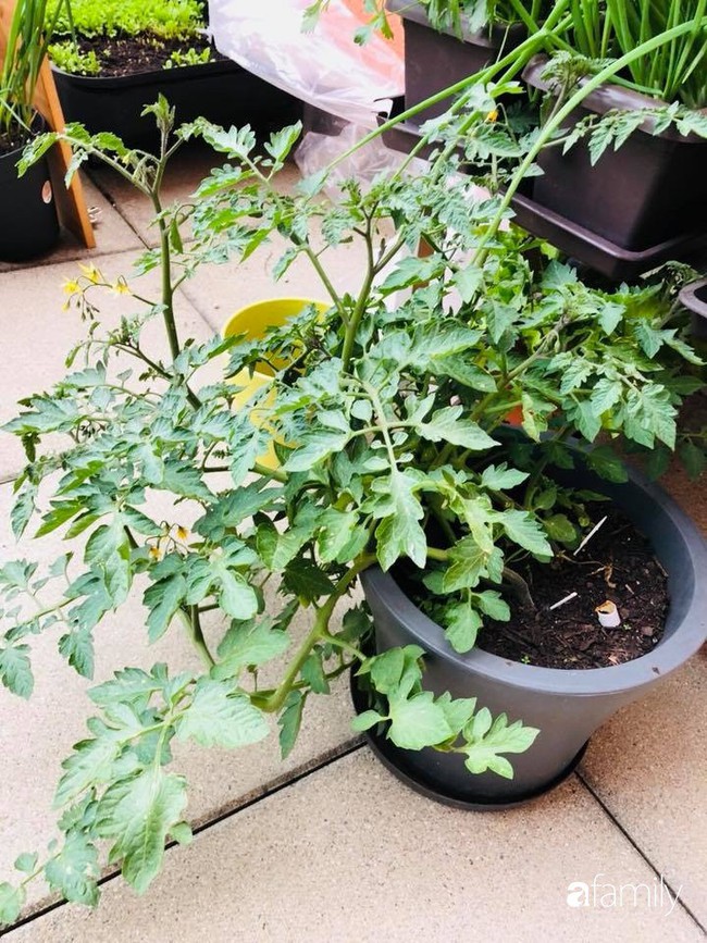 Ban công nhỏ trồng đủ loại rau Việt mẹ chăm bón cho con gái thưởng thức ở Thụy Sĩ - Ảnh 8. Ban công nhỏ trồng đủ loại rau Việt mẹ chăm bón cho con gái thưởng thức ở Thụy Sĩ - Ảnh 8.