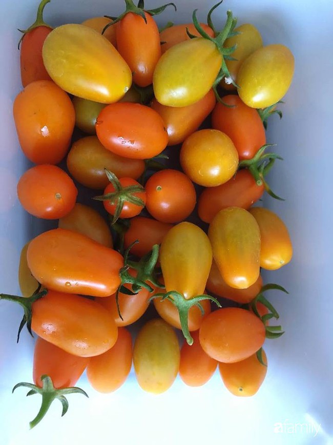 Ban công nhỏ trồng đủ loại rau Việt mẹ chăm bón cho con gái thưởng thức ở Thụy Sĩ - Ảnh 18. Ban công nhỏ trồng đủ loại rau Việt mẹ chăm bón cho con gái thưởng thức ở Thụy Sĩ - Ảnh 18.