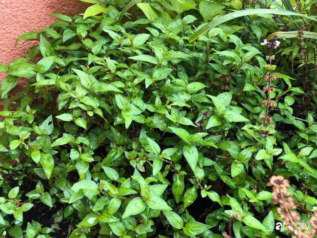 Ban công nhỏ trồng đủ loại rau Việt mẹ chăm bón cho con gái thưởng thức ở Thụy Sĩ - Ảnh 17. Ban công nhỏ trồng đủ loại rau Việt mẹ chăm bón cho con gái thưởng thức ở Thụy Sĩ - Ảnh 17.