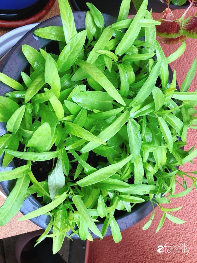 Ban công nhỏ trồng đủ loại rau Việt mẹ chăm bón cho con gái thưởng thức ở Thụy Sĩ - Ảnh 5.