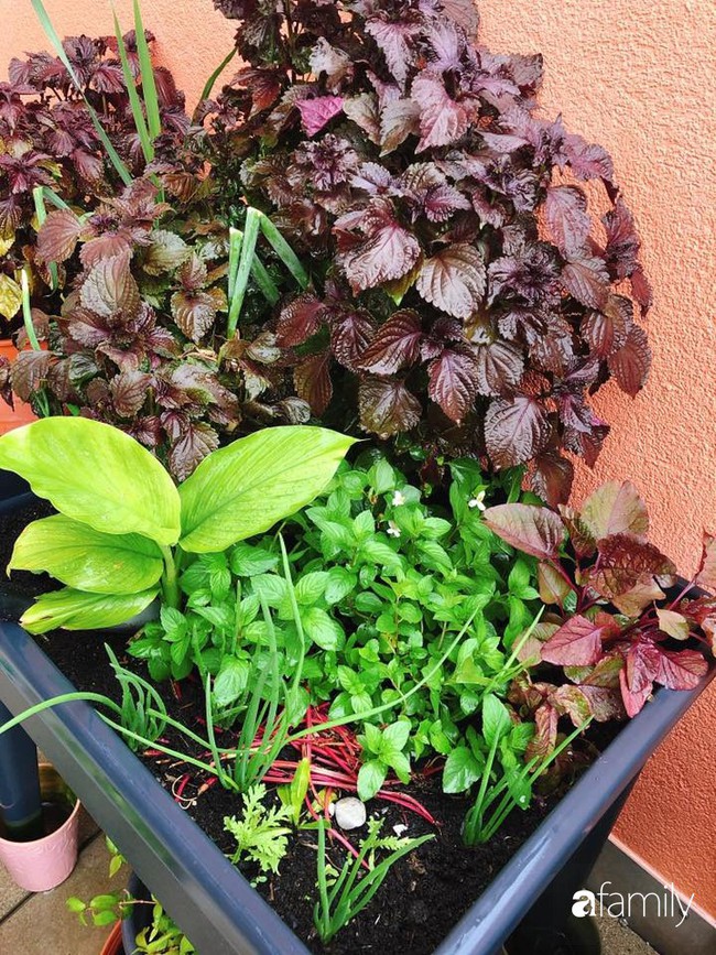 Ban công nhỏ trồng đủ loại rau Việt mẹ chăm bón cho con gái thưởng thức ở Thụy Sĩ - Ảnh 11. Ban công nhỏ trồng đủ loại rau Việt mẹ chăm bón cho con gái thưởng thức ở Thụy Sĩ - Ảnh 11.