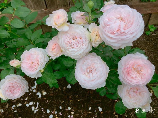 Vườn hồng đầy hoa và nắng của người phụ nữ Việt yêu thích trồng hồng ở Mỹ - Ảnh 18.