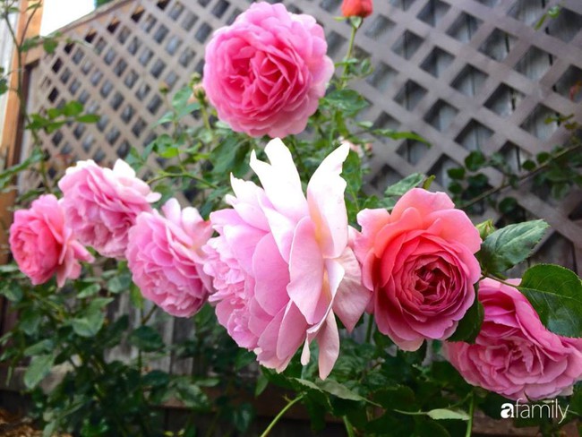 Vườn hồng đầy hoa và nắng của người phụ nữ Việt yêu thích trồng hồng ở Mỹ - Ảnh 17.