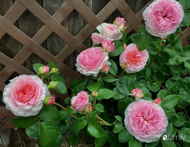 Vườn hồng đầy hoa và nắng của người phụ nữ Việt yêu thích trồng hồng ở Mỹ - Ảnh 14.