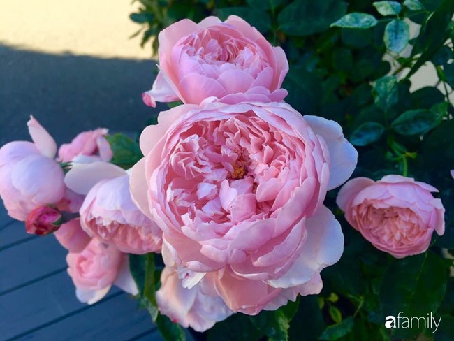 Vườn hồng đầy hoa và nắng của người phụ nữ Việt yêu thích trồng hồng ở Mỹ - Ảnh 11.