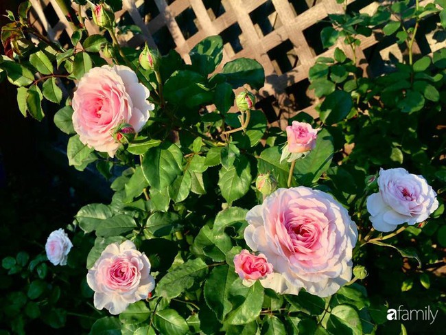 Vườn hồng đầy hoa và nắng của người phụ nữ Việt yêu thích trồng hồng ở Mỹ - Ảnh 2.