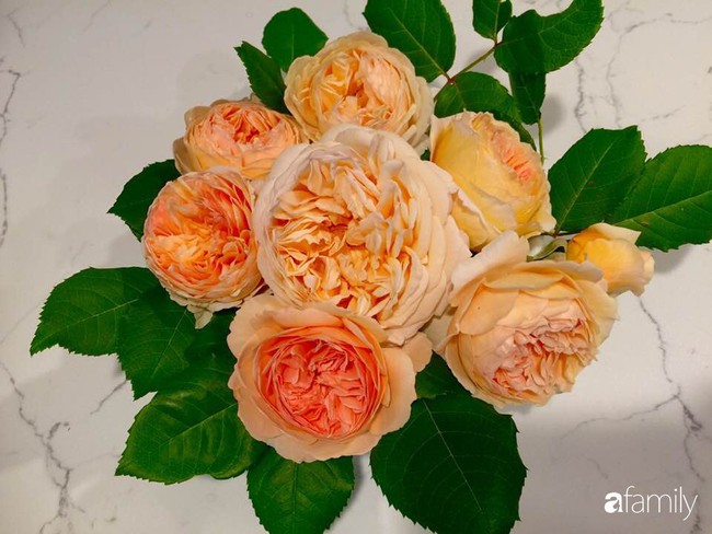 Vườn hồng đầy hoa và nắng của người phụ nữ Việt yêu thích trồng hồng ở Mỹ - Ảnh 5.