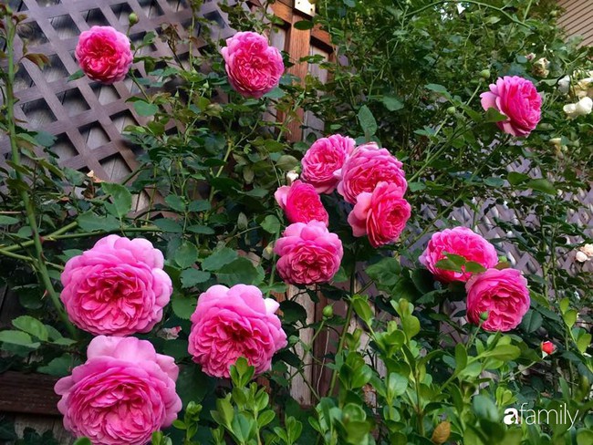 Vườn hồng đầy hoa và nắng của người phụ nữ Việt yêu thích trồng hồng ở Mỹ - Ảnh 1.