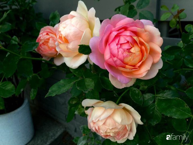 Vườn hồng đầy hoa và nắng của người phụ nữ Việt yêu thích trồng hồng ở Mỹ - Ảnh 4.