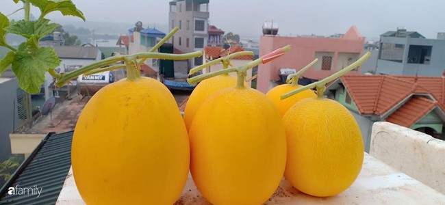 Bà mẹ Hà Nội với đam mê trồng đủ loại dưa sai quả trên sân thượng nhỏ hẹp - Ảnh 7.