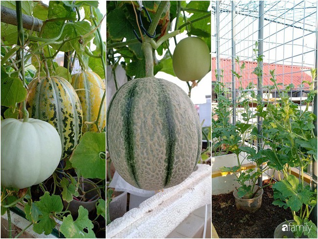 Bà mẹ Hà Nội với đam mê trồng đủ loại dưa sai quả trên sân thượng nhỏ hẹp - Ảnh 4.
