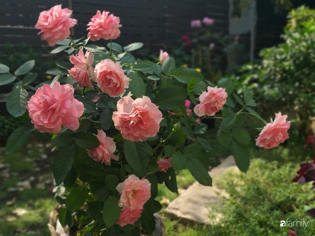 Khu vườn hoa hồng ngọt ngào mang chút hoài niệm của cặp vợ chồng cùng dành thời gian chăm chút ở An Giang - Ảnh 5.